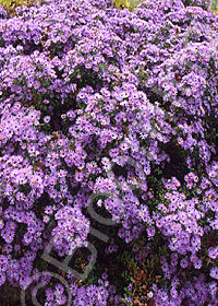 Aster oblongifolius 'Raydon's Favorite'